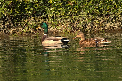 A Pair of Mallard Ducks swim on a smooth Pond.