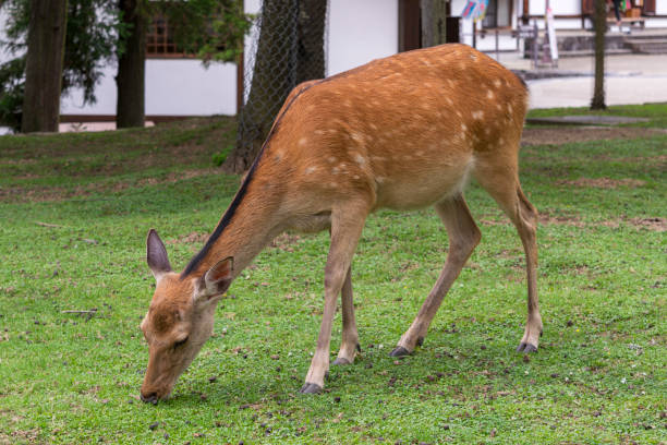 istock White deer, Nara Park, Japan 1745062472