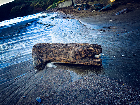 A washed up log on Challaborough Bay Beach on an autumn morning