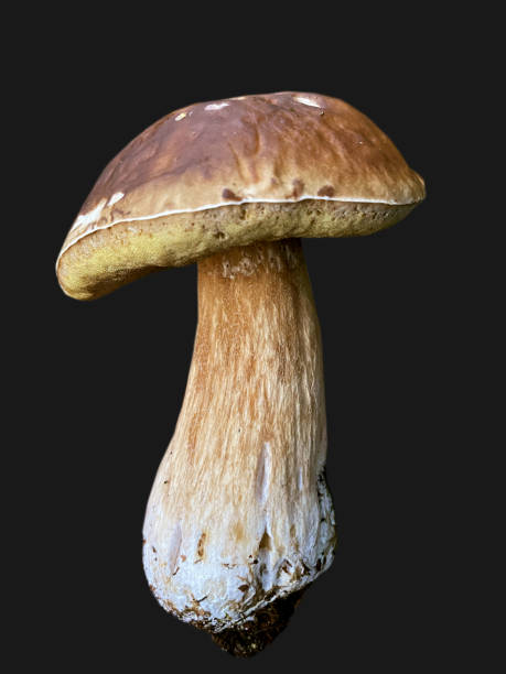 istock A mushroom isolated on grey background 1745075564