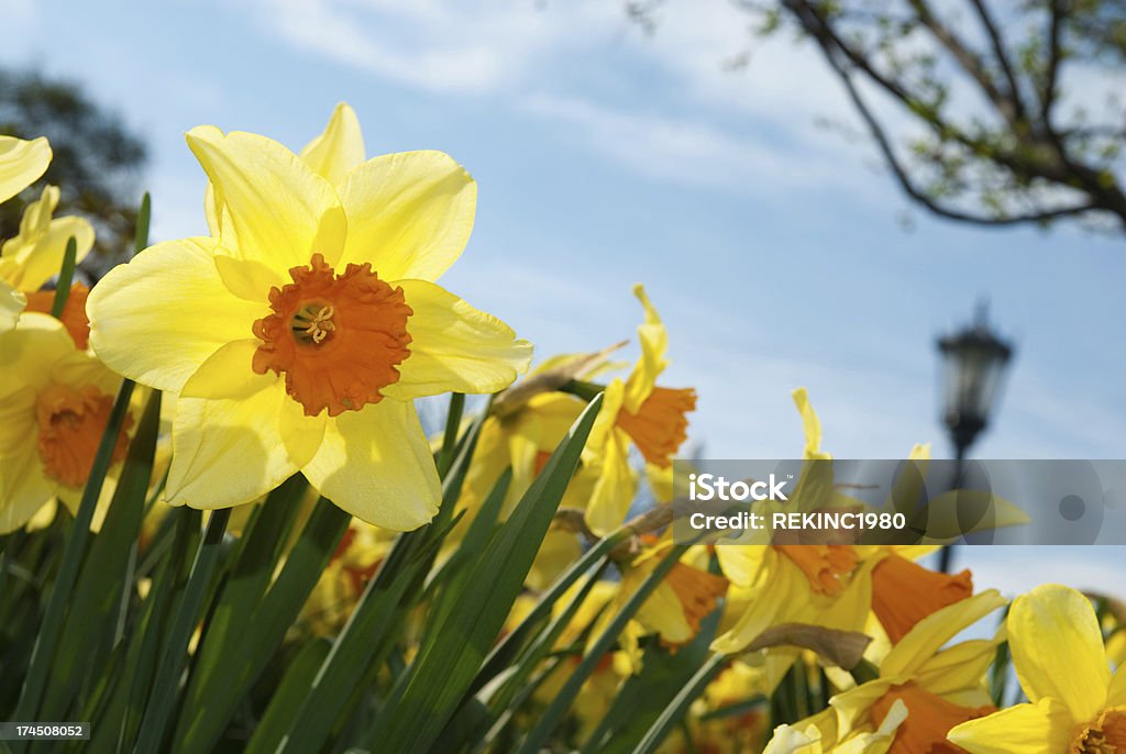 Narciso de resorte - Foto de stock de Felicidad libre de derechos