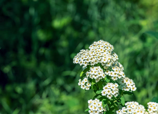 istock Spiraea ferganensis or meadowsweet. Flowers brightly lit in spring. 1745080721