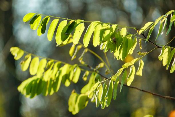 istock leaves of tree, photo picture digital image 1745081566