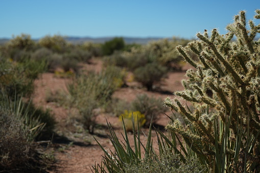 Wild Vegetation in Desertic Landscape Arizona