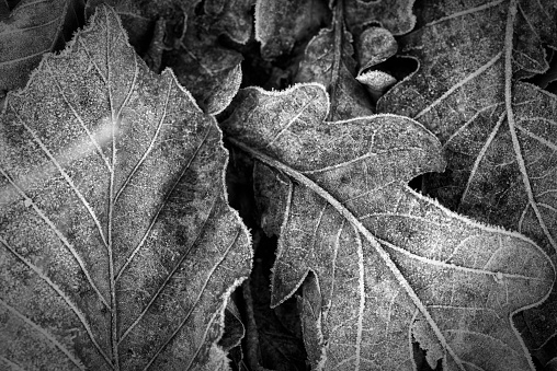 Frosty leaves on grass in Swedish winter.