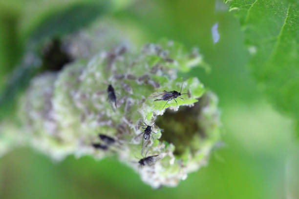 istock woolly aphid, gall aphid (Eriosoma ulmi, Schizoneura ulmi), winged and wingless insects inside the elm leaf. 1745103172