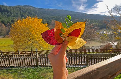 Leaves of different colours in the hands of a woman in the autumn season. Yellow, red and green leaves. Yellowed trees in the background.