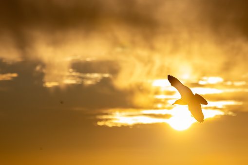 Seagull is flying with sunset background