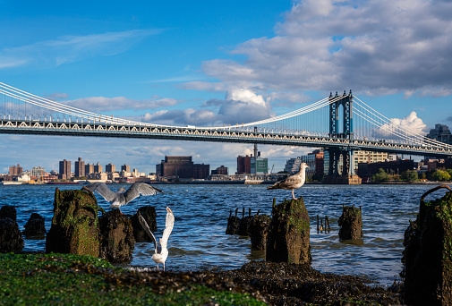 Manhattan Bridge and seagulls at sunset, New York City, USA