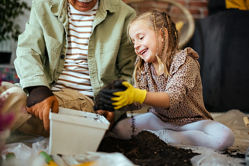 Granddaughter helps grandfather with planting plants at home
