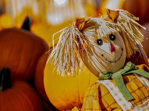 Female scarecrow in a pumpkin patch in Texas