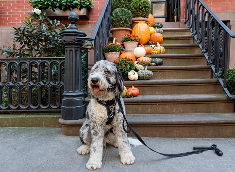 Dog sitting in front of the house on the street with colorful Pumpkins on the Stairs, Soho, New York City