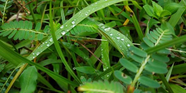 istock Close up of green grass 1745150882