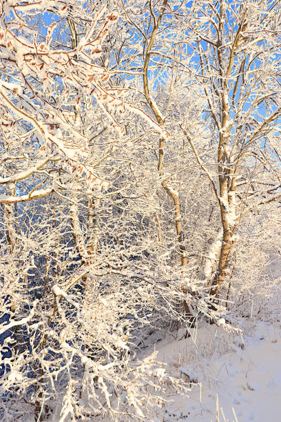 istock Russian nature in winter, beautiful Christmas background. After a snowfall, tree branches are covered with snow and sparkle in the sun, in severe frost and low temperatures. This is a beautiful winter banner 1745168819