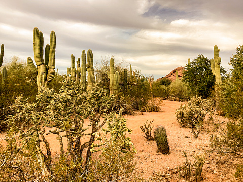 Sahuaros in the Sonoran Desert