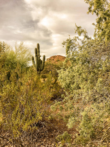 Palo Verde tree Sonora desert spring and in yellow blossom