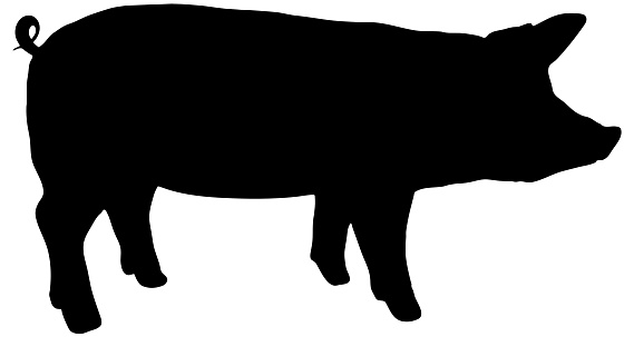 silhouette in black of a pig, profile view, isolated