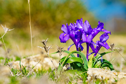 Purple spring crocus flower on nature