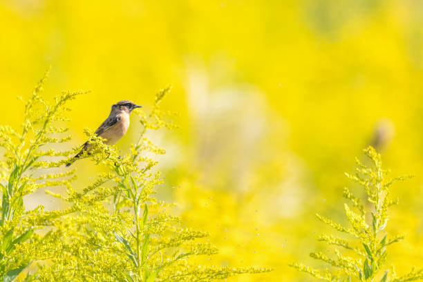istock Siberian Stonechat on tall goldenrod. 1745203903
