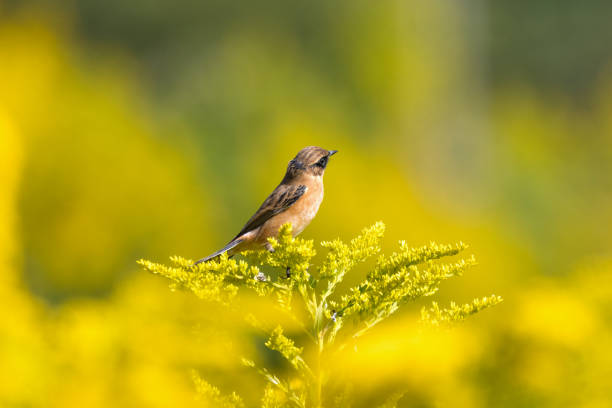 istock Siberian Stonechat on tall goldenrod. 1745204255