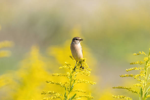 istock Siberian Stonechat on tall goldenrod. 1745204286