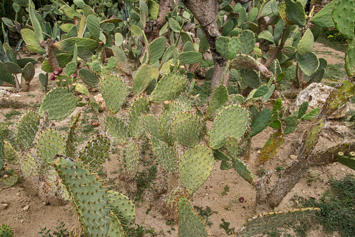 Cactuses in botanical garden on summer day
