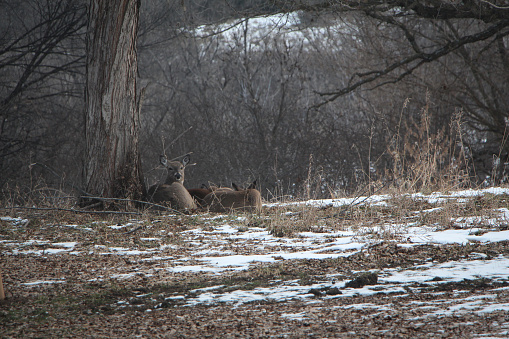 Three deer resting behind a tree on cold winter day