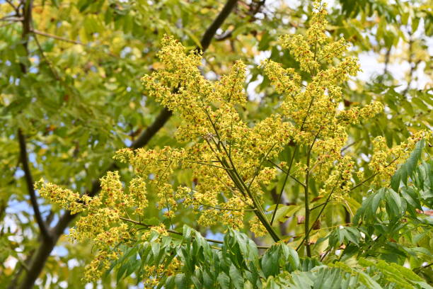 istock Flamegold rain tree ( Koelreuteria henryi )flowers. Sapindaceae deciduous tropical tree. 1745222283
