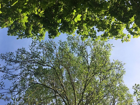 The crown of a One-leaved ash tree (Fraxinus excelsior 'Diversifolia') and Norway maple tree in May