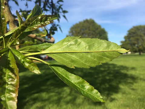 The young leaf of a One-leaved ash tree (Fraxinus excelsior 'Diversifolia') in May