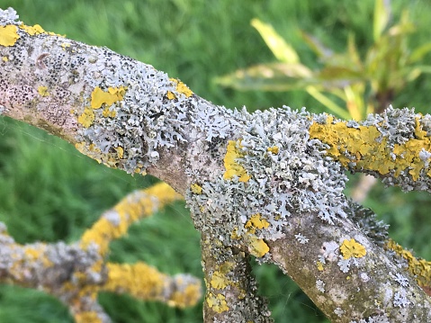 The lichen covered twig of a One-leaved ash tree (Fraxinus excelsior 'Diversifolia') in May