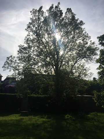 A One-leaved ash tree (Fraxinus excelsior 'Diversifolia') in May