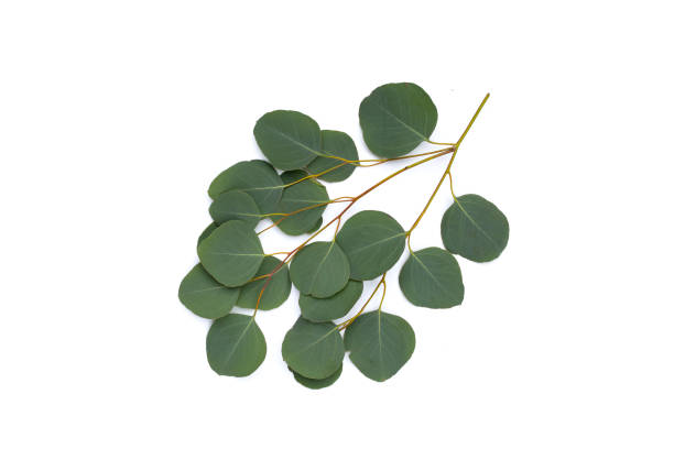 istock Green leaves of eucalyptus on white 1745246895