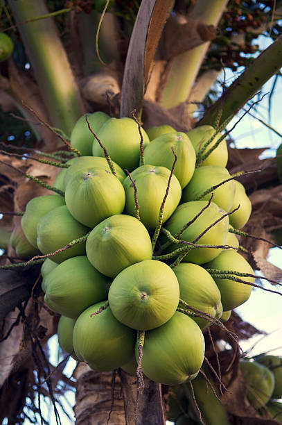 Bunch of Fresh Green Coconuts Hang in Palm Tree