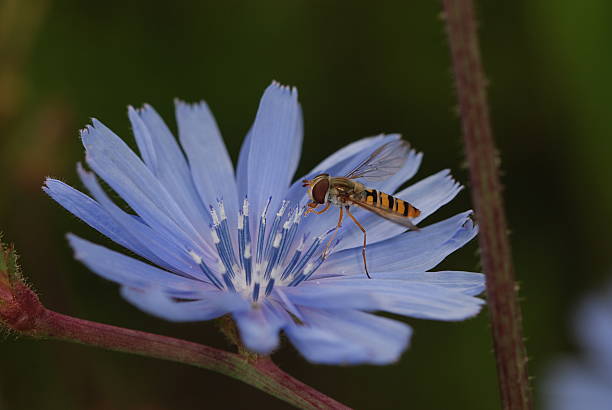 Syrphidae on a chicory (Cichorium intybus) stock photo