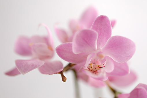 Close-up shoot of pink orchid on white background