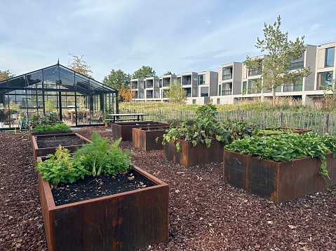 Greenhouse and vegetable garden in a residential ecologically clean area in Silvolde (Netherlands).  Raised beds in weathering steel containers. The residential area was built on the site of a former factory