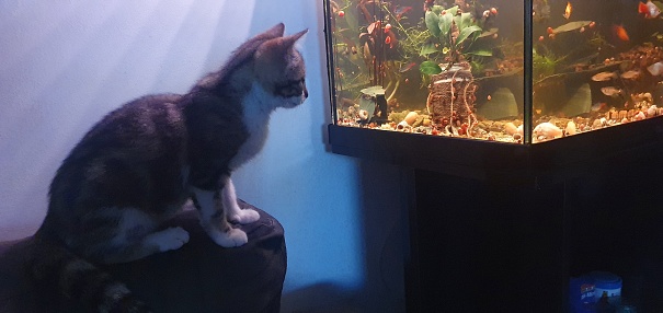 Chaton regardant un aquarium