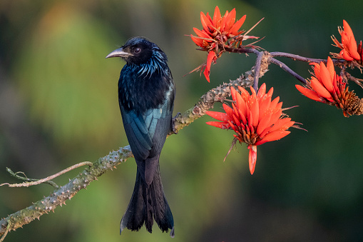 The crested drongo is a passerine bird in the family Dicruridae. It is black with a bluish-green sheen, a distinctive crest on the forehead and a forked tail. Bold black fork-tailed bird with a towering crest. Juveniles have some pale fringes and a reduced crest, but still show the forked tail.