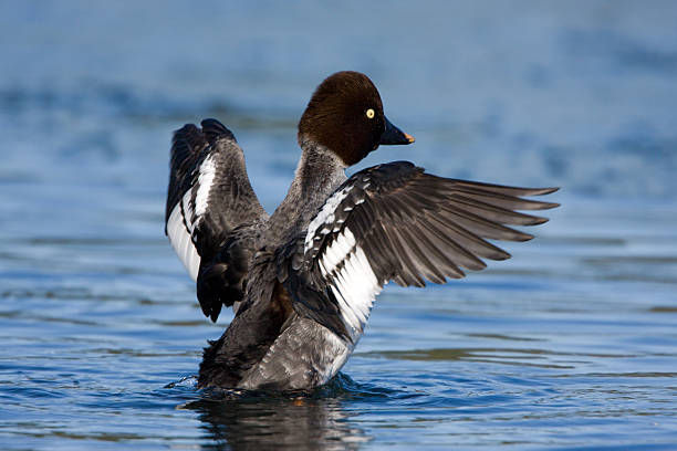 istock Common Goldeneye - Female 174530208