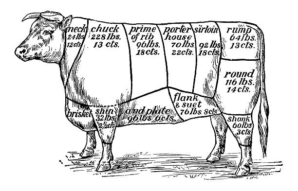 Cuts of Beef (Isolated on White) Antique XIX century engraving showing different cuts of beef.  chuck drill part stock illustrations