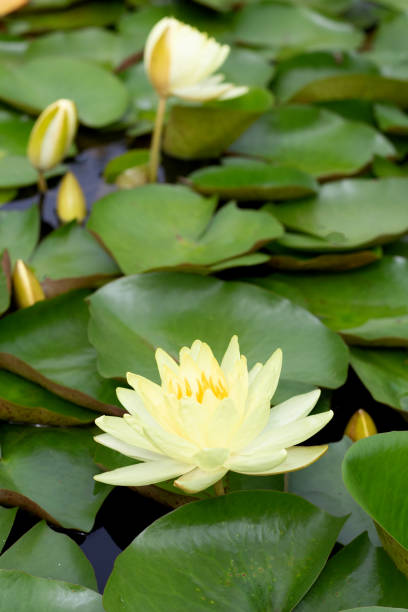 istock Beautiful water lily. Lotus pond 1745303017