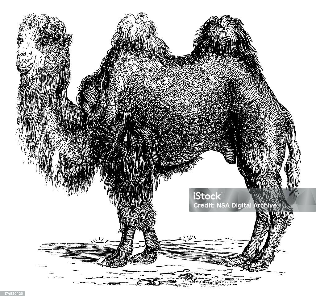 Camelo - Ilustração de Branco royalty-free