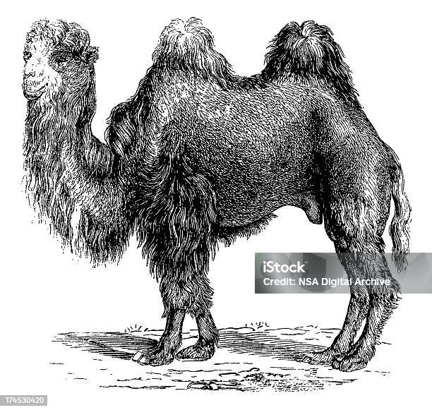 Camelo - Arte vetorial de stock e mais imagens de Branco - Branco, Cor preta, Ilustração
