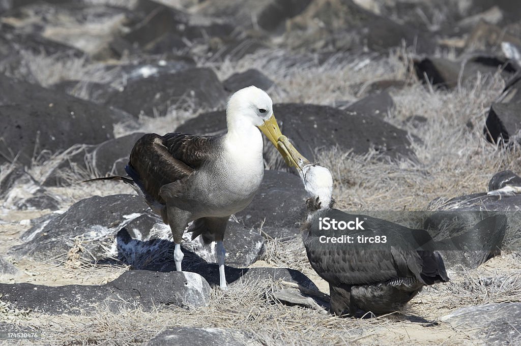 Two Waved Albatrosses clacking beaks Waved Albatross (Phoebastria irrorata) clacking beaks in mating ritual Animal Stock Photo
