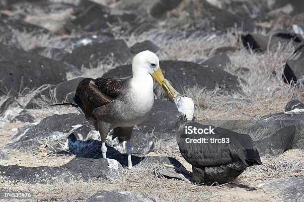 Two Waved Albatrosses Clacking Beaks Stock Photo - Download Image Now - Animal, Animal Behavior, Animals Mating