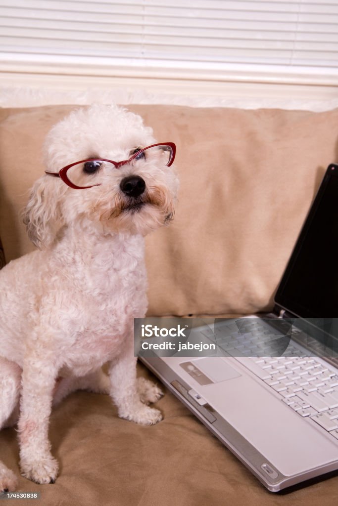 Working Dog A dog working on the computer. Please view these along with all Animal Stock Photo