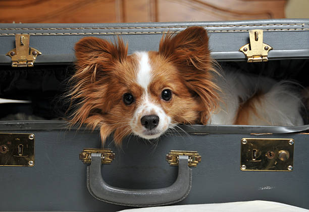 Dog ready to go on a trip laying in an old beat up suitcase.