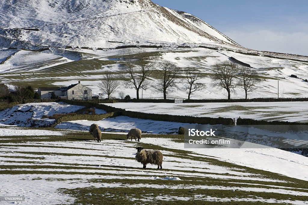 Allevamento di pecore in inverno - Foto stock royalty-free di Contea di Lancashire