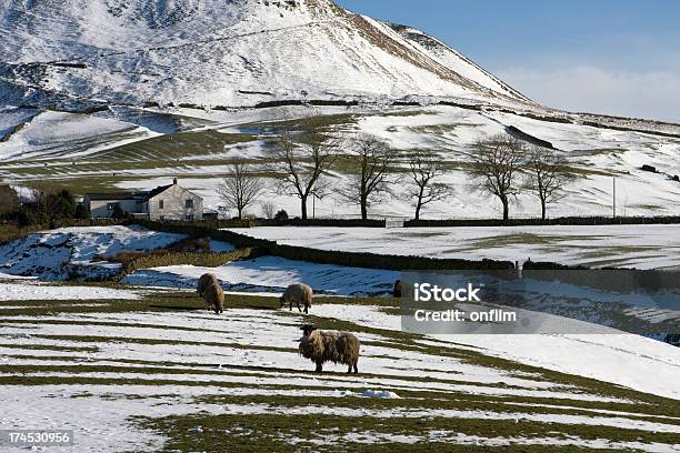 Foto de Fazenda De Ovelhas No Inverno e mais fotos de stock de Casa de fazenda - Casa de fazenda, Fazenda, Lancashire
